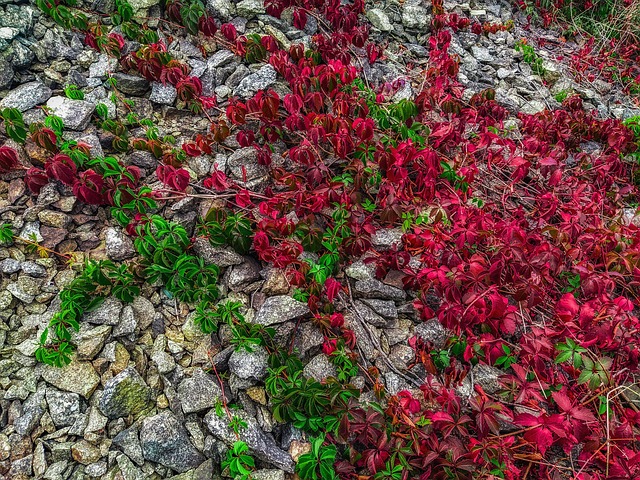 Free Stones Autumn photo and picture