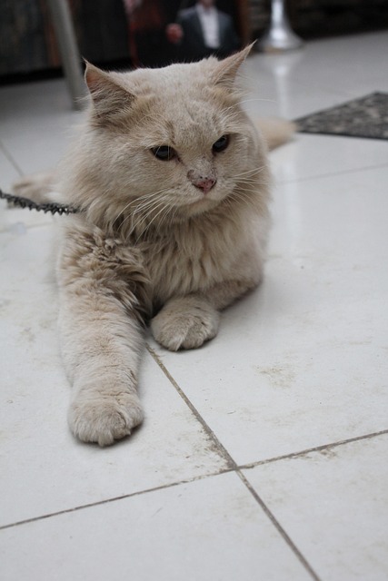 Free Animal Cat photo and picture