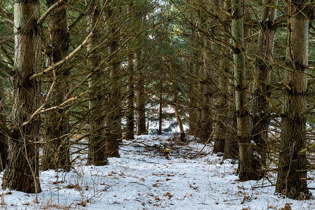 Naturaleza, Árboles, Invierno, Desierto