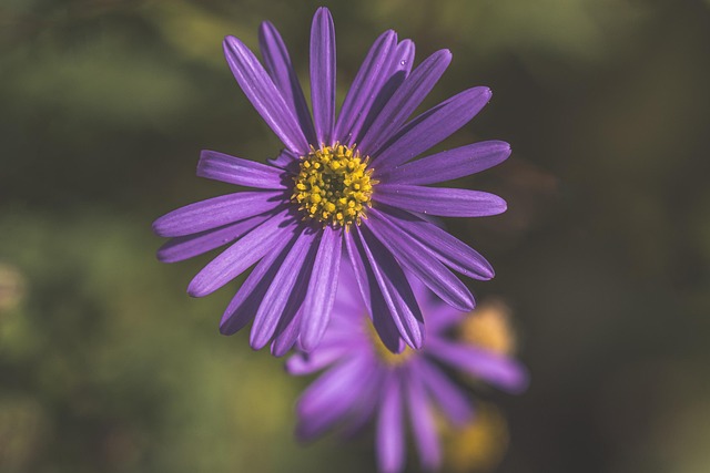 Free Blue Wood Aster Aster photo and picture