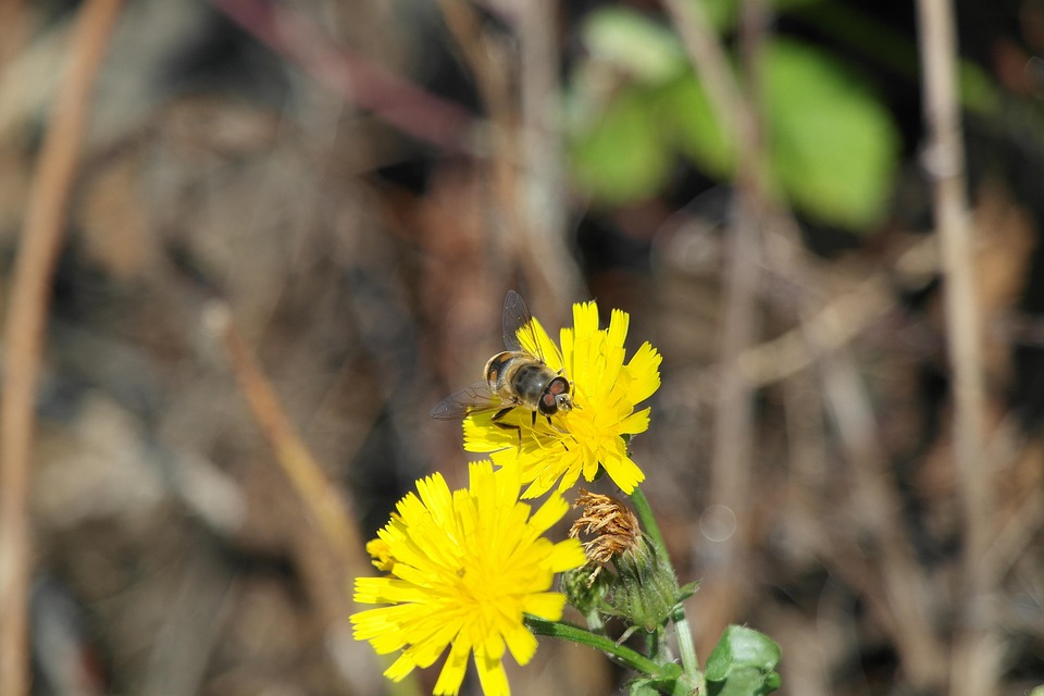 Bee Wildflowers Pollination - Free photo on Pixabay - Pixabay