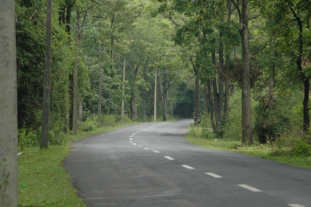 Free Country Road Forest photo and picture