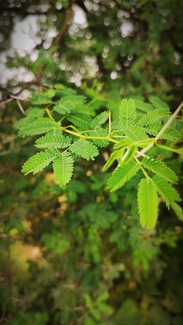 Free Shameplant Mimosa Pudica photo and picture