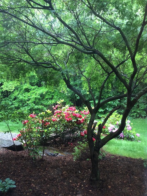Rhododendron Garden Spring - Free photo on Pixabay - Pixabay
