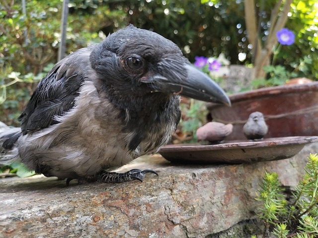 Corvo, Pássaro, Natureza, Preto, Animais