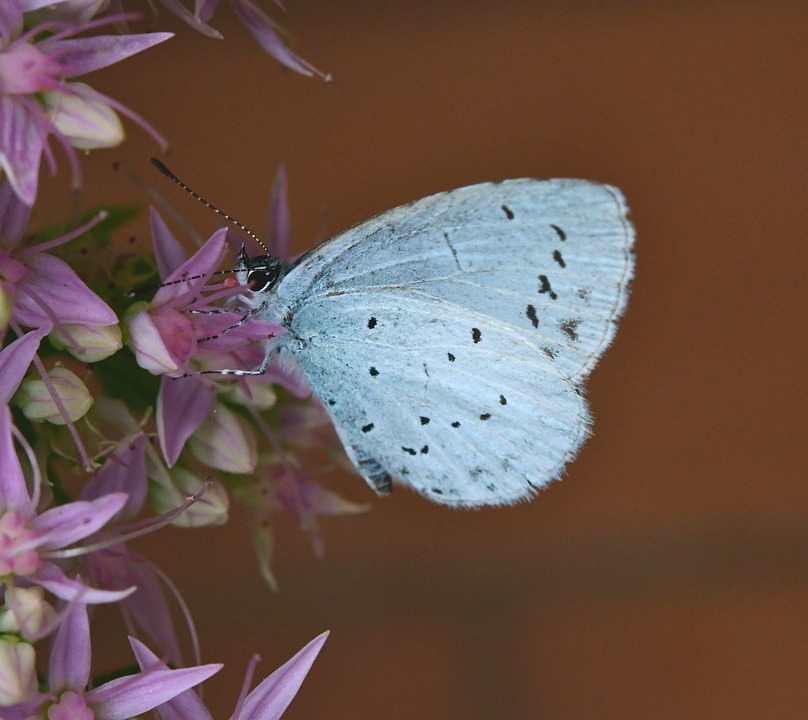 Spring Papillon Papillon Bleu De Printemps - Photo gratuite sur Pixabay - Pixabay