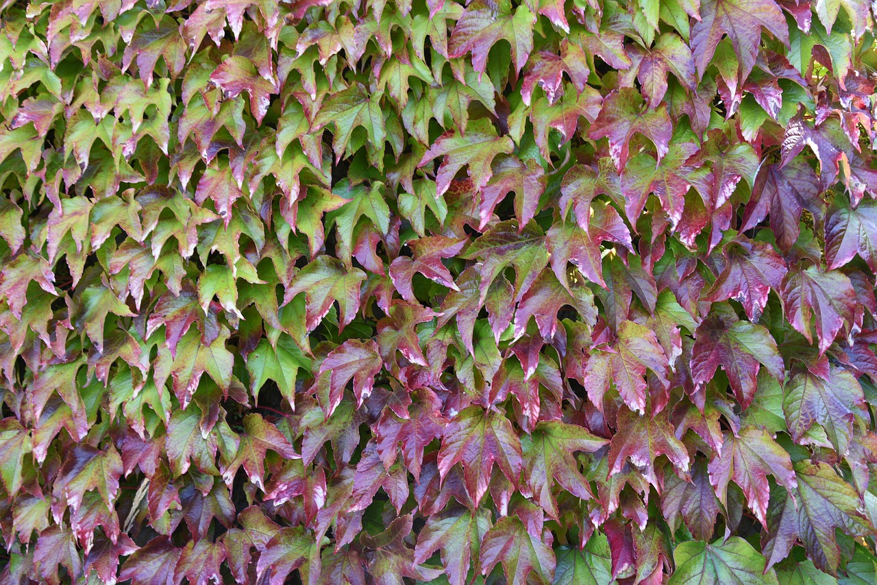Virginia Creeper Victoria Free photo on Pixabay Pixabay
