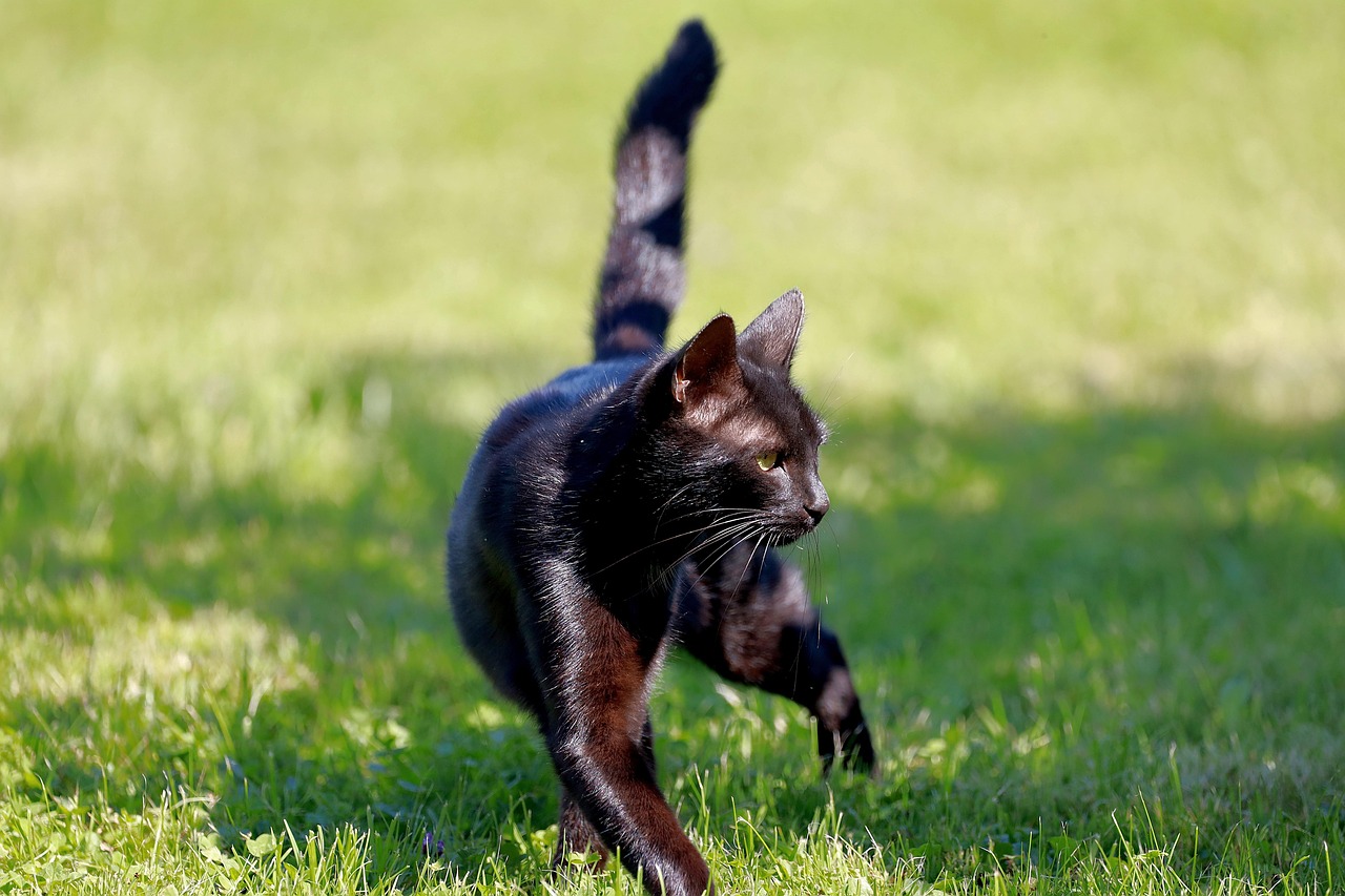 Cat - free online jigsaw puzzle photo