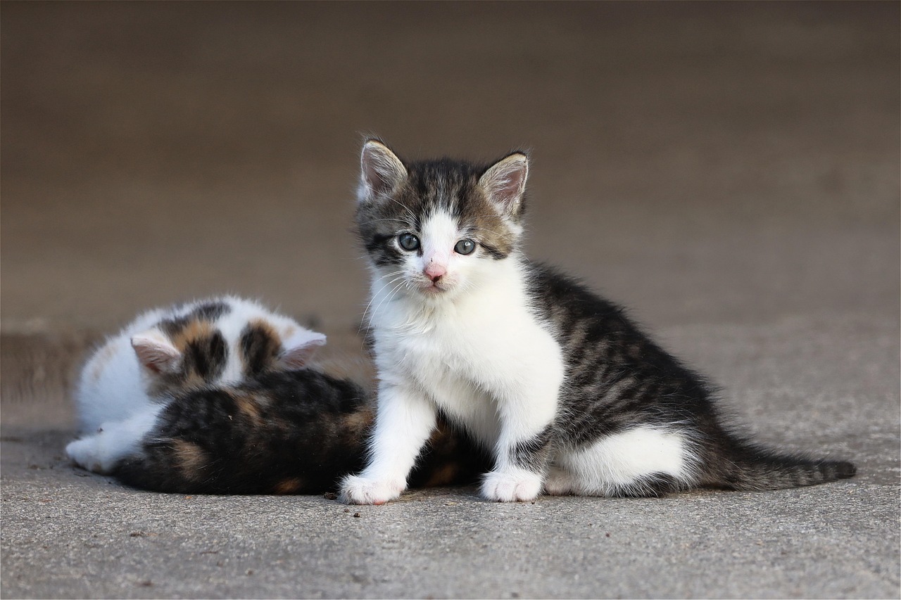 meer-dan-80-000-gratis-afbeeldingen-van-schattige-kittens-en-kittens