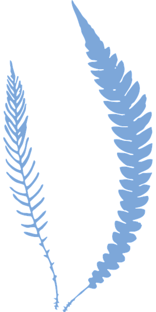 Free fern plant foliage vector