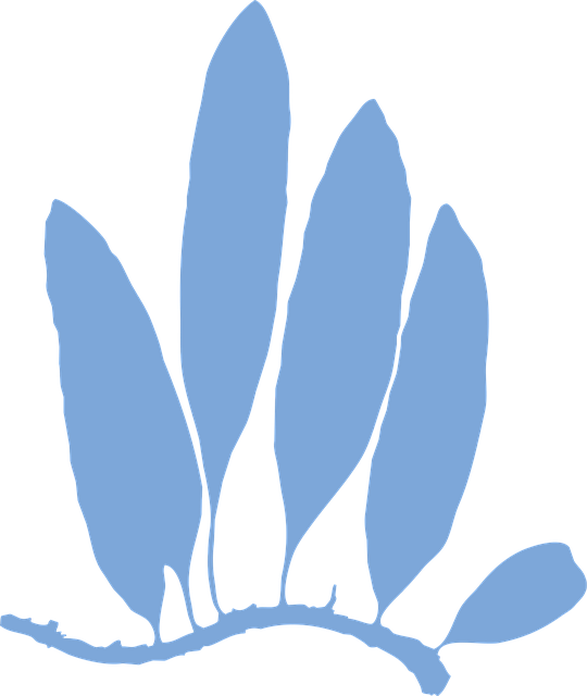 Farn, Blätter, Laub, Polypodiophyta
