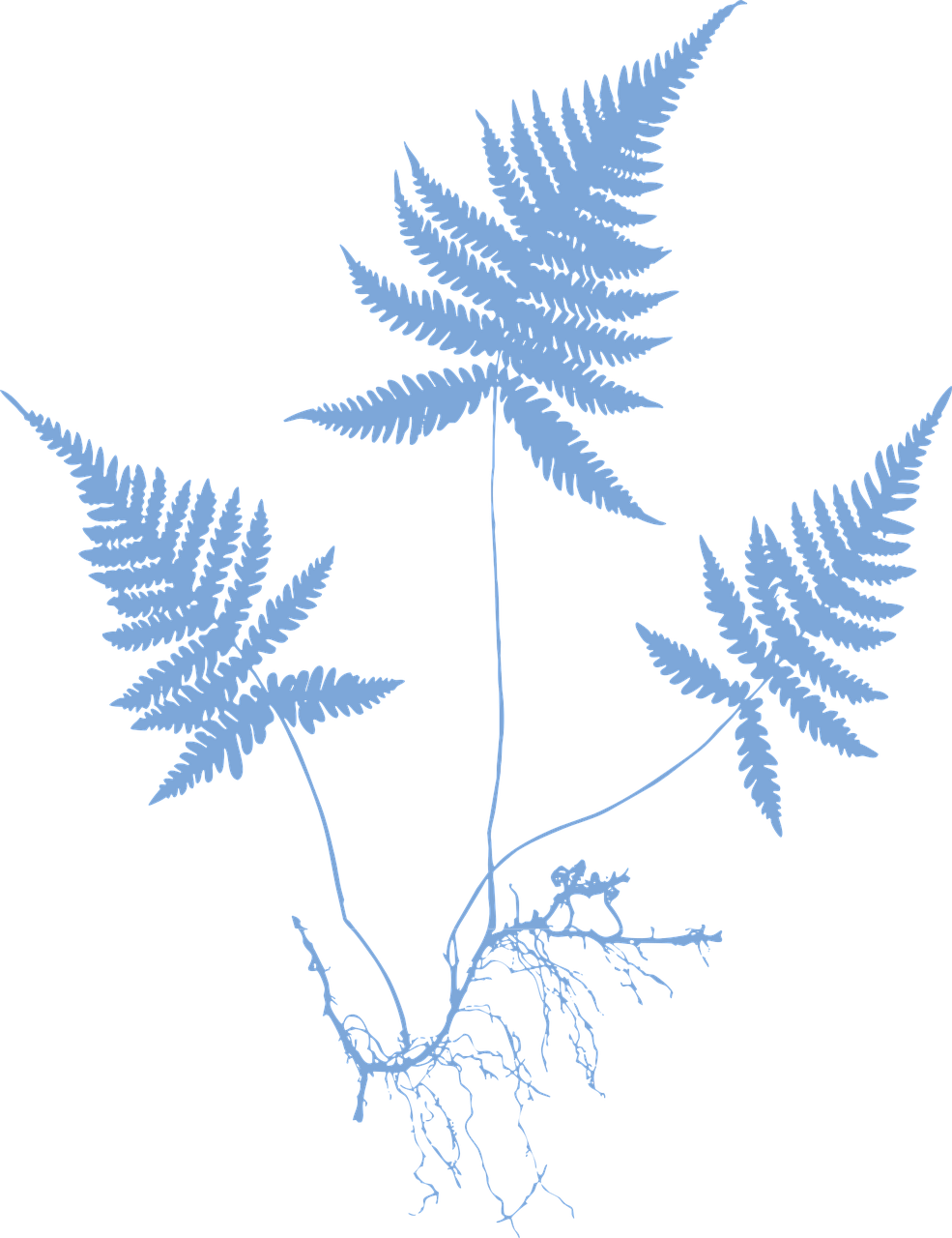 blue fern plant on black background clip art preview