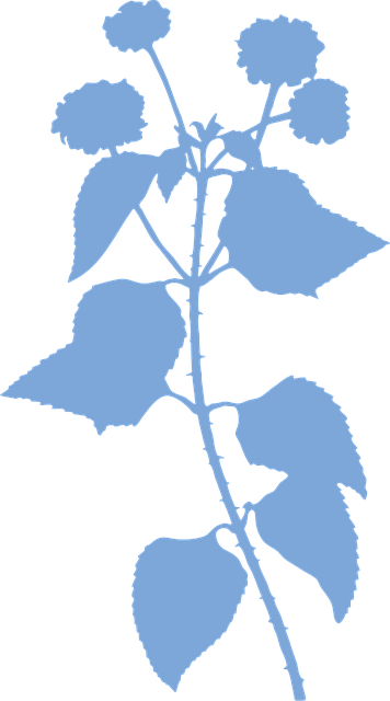 Blätter, Laub, Embryophyt