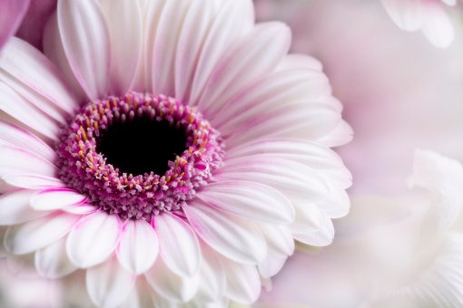 Gänseblümchen, Weiße Blume, Natur, Makro