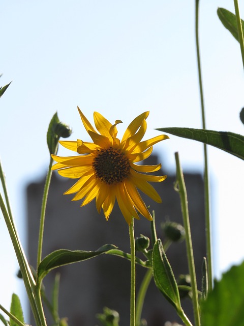 Free Flower Bloom photo and picture