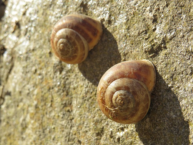 Free Snails Mollusk photo and picture