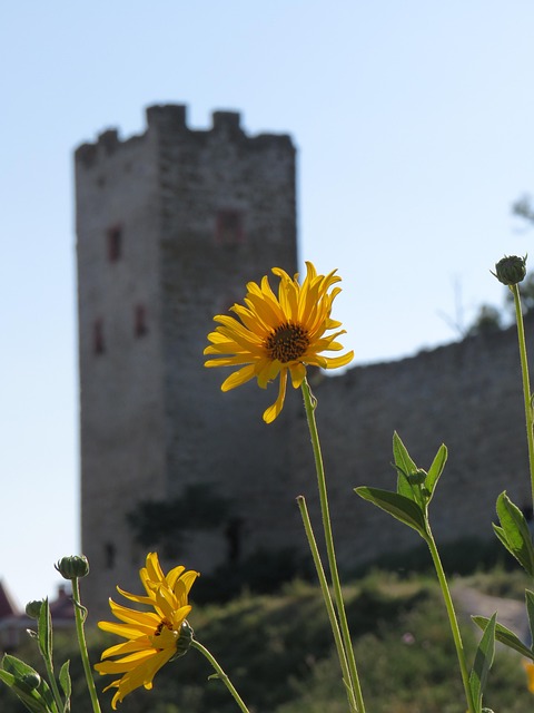 Free Flowers Nature photo and picture