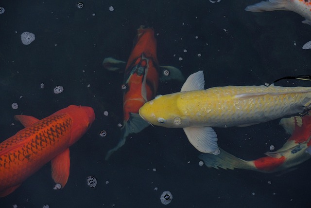 Fische Koi Teich Kostenloses Foto auf Pixabay Pixabay