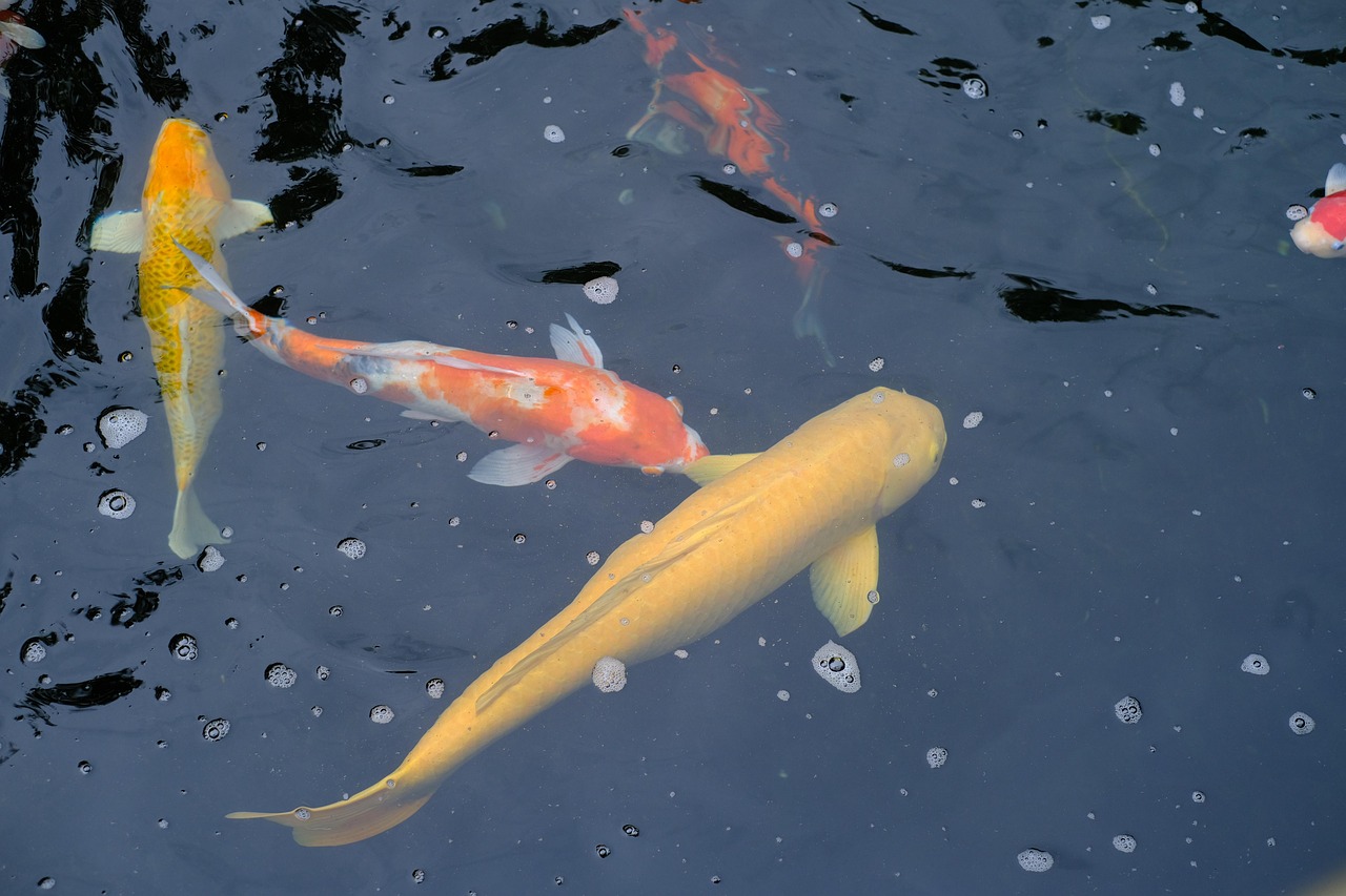 魚類 鯉 池 - Pixabayの無料写真 - Pixabay