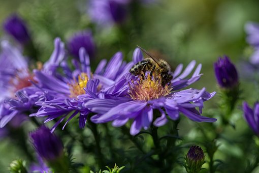 Free Honey Bees Bees photo and picture