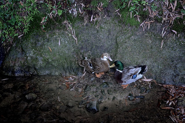 Free Ducks Mallards photo and picture