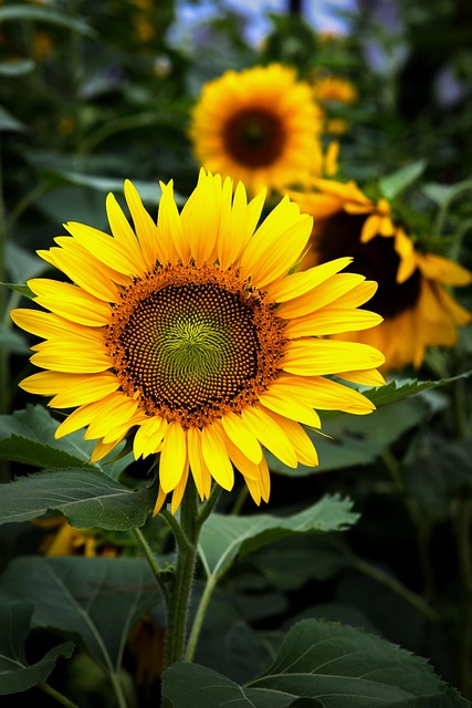 Free Sunflowers Sunflower Field photo and picture