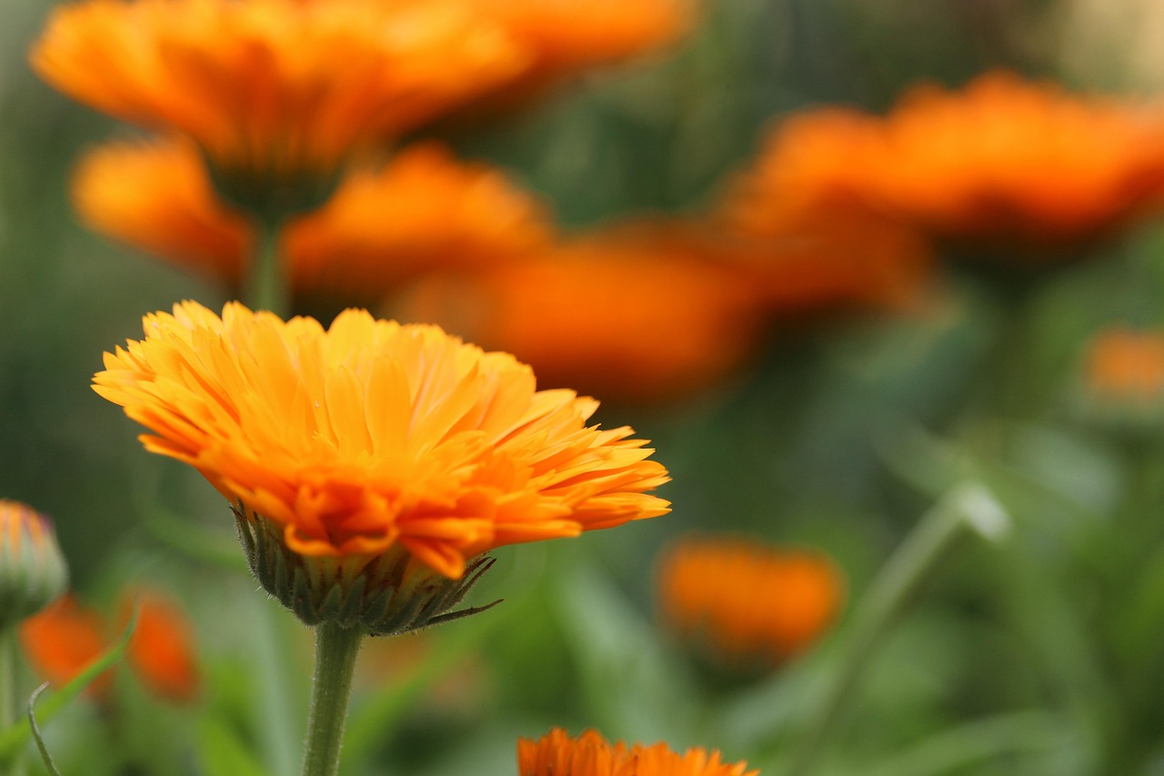 Marigold Orange Flowers Medicinal - Free photo on Pixabay