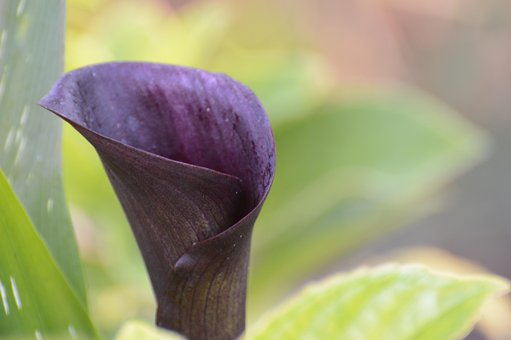 Free Calla Lily Flower photo and picture