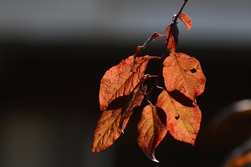 Free Leaves Wallpaper 4K photo and picture