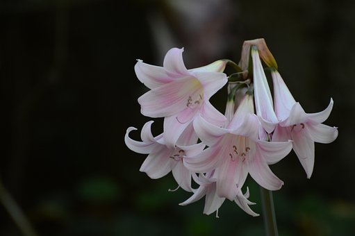Free Lilies Pink Lilies photo and picture