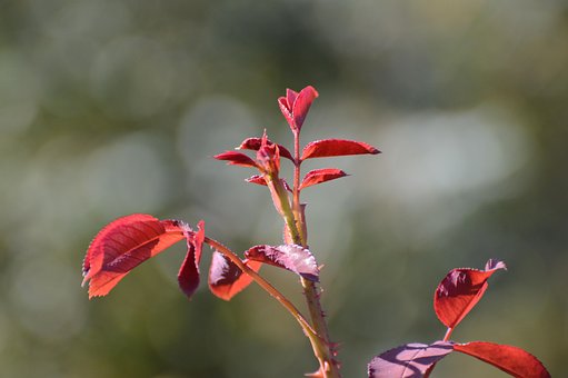 Free Rose Leaves photo and picture