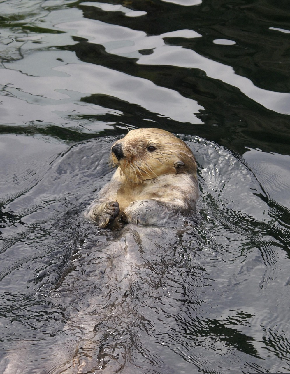 超过 20 张关于“海獭”和“动物”的免费图片 - Pixabay