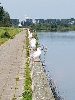 Aves, Ave, Gaivota, Gaivotas, Água, Fila