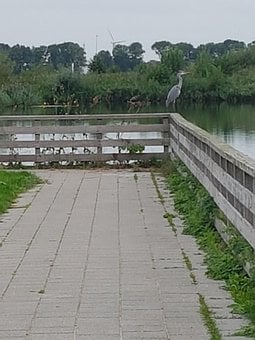 Heron, Bico, Ave, Animais, Animal