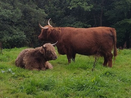 Vaca, Touro, Escócia, Vaca Escocesa