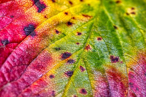 Free Leaf Foliage photo and picture