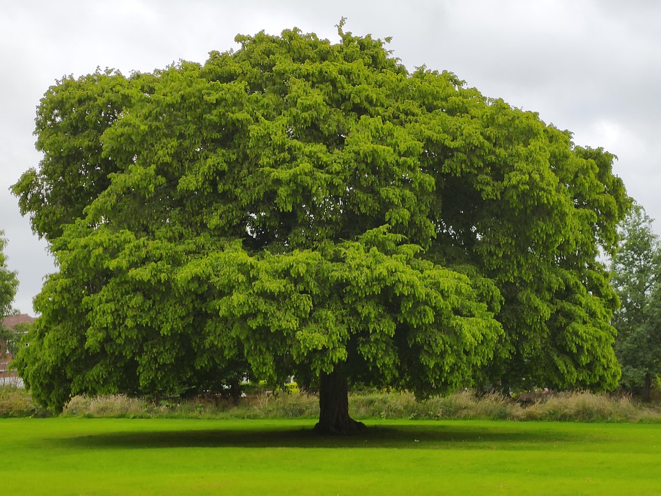 Nature Landscape Trees - Free photo on Pixabay