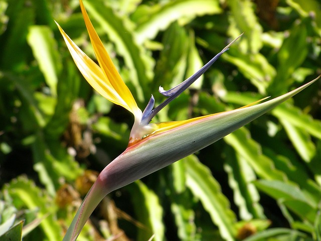 Free Strelitzia Bird Of Paradise photo and picture