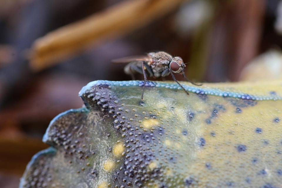Fly Insect Nature - Free photo on Pixabay