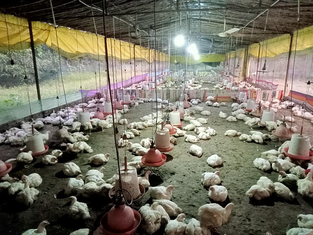 Free Poultry Chicken photo and picture