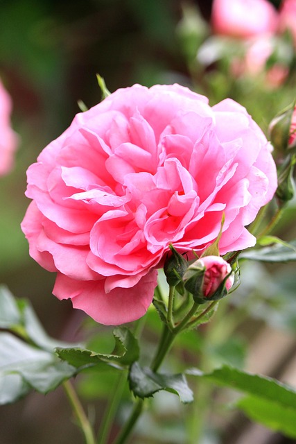Free Pink Rose Pink Flower photo and picture