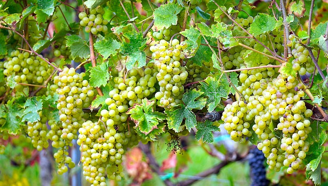 Free Grapes Grapevine photo and picture