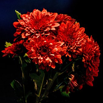 Free Dahlias Flowers photo and picture