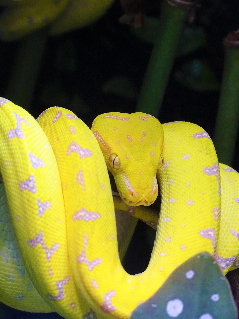Python Snake Reptile - Free photo on Pixabay