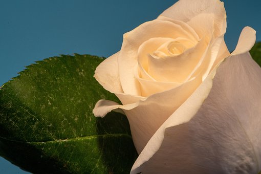Free Rose Flower photo and picture