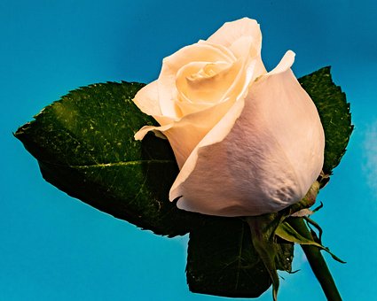 Free Rose Flower photo and picture