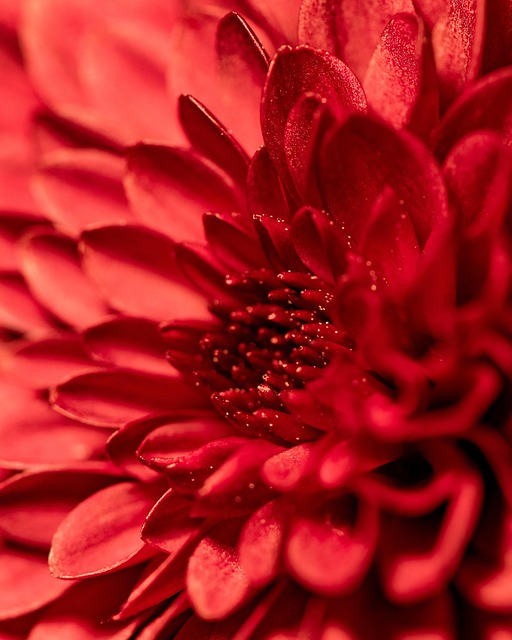 Free Dahlia Flower photo and picture