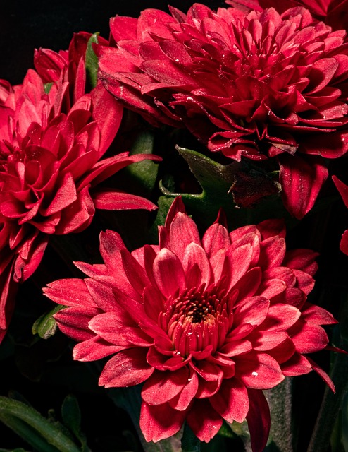 Free Dahlias Flowers photo and picture