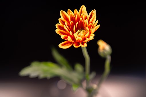 Free Chrysanthemum Flower photo and picture
