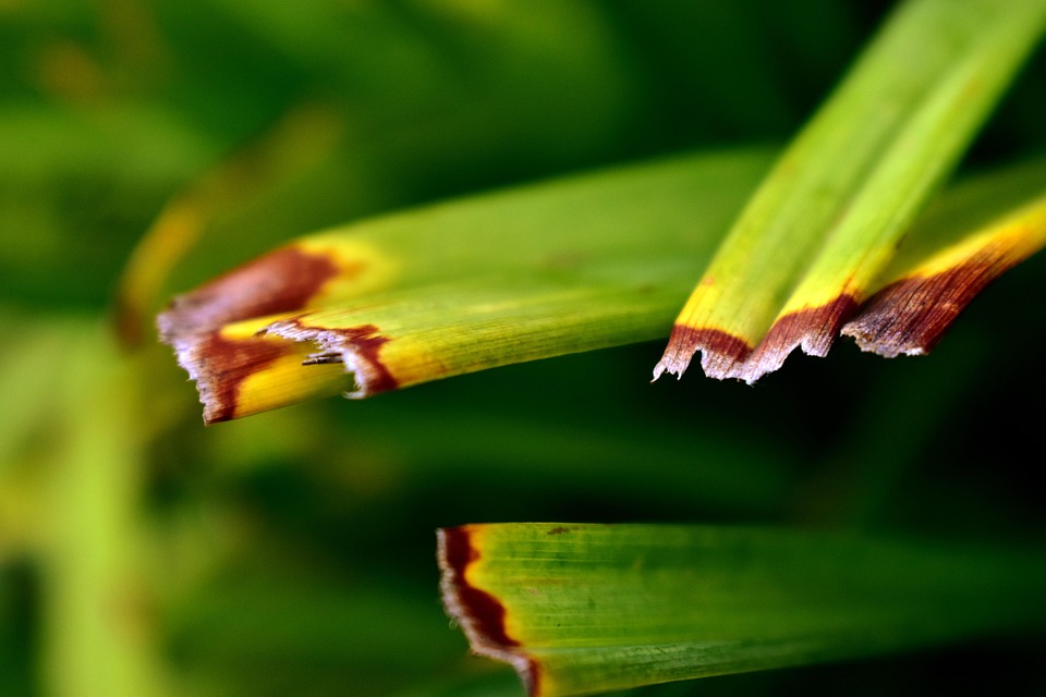 Daylily Leaves Garden Nature Free photo on Pixabay Pixabay
